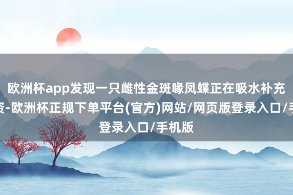 欧洲杯app发现一只雌性金斑喙凤蝶正在吸水补充矿物资-欧洲杯正规下单平台(官方)网站/网页版登录入口/手机版